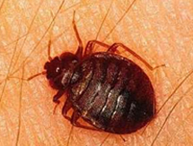 Bed Bug Removel Services