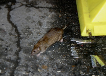 Rat and Rodent Control Tips